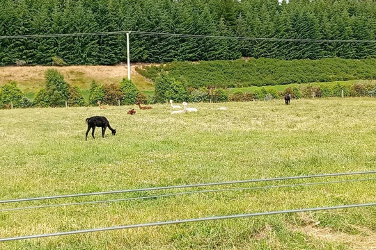 瓦纳卡薰衣草农场-瓦纳卡必去景点