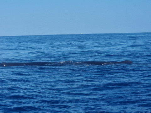 Shelltone Whale Project-Pointe-Noire必去景点