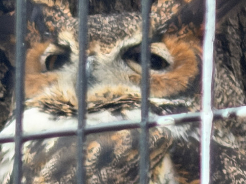 Peace River Wildlife Center-蓬塔戈尔达必去景点