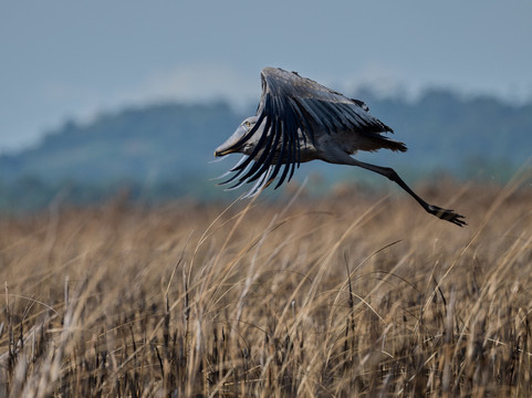 Native Africa Tours-坎帕拉必去景点