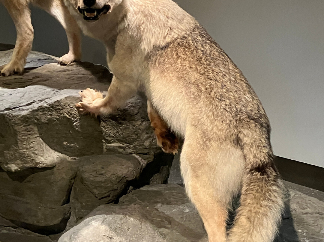 Mashantucket Pequot Museum & Research Center-马山图克特皮克特必去景点