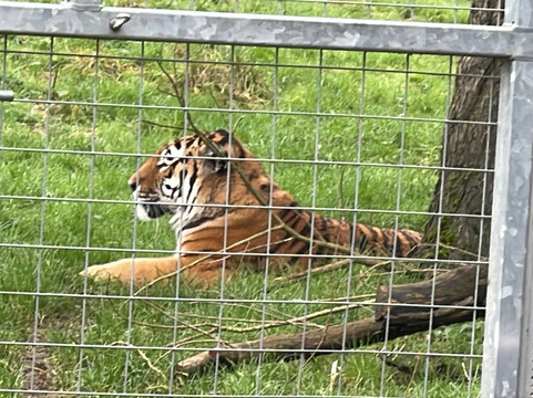 Marwell Zoo-温彻斯特必去景点