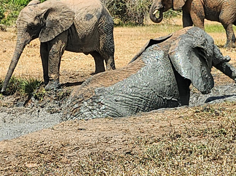 Capture Africa Tours-内罗毕必去景点