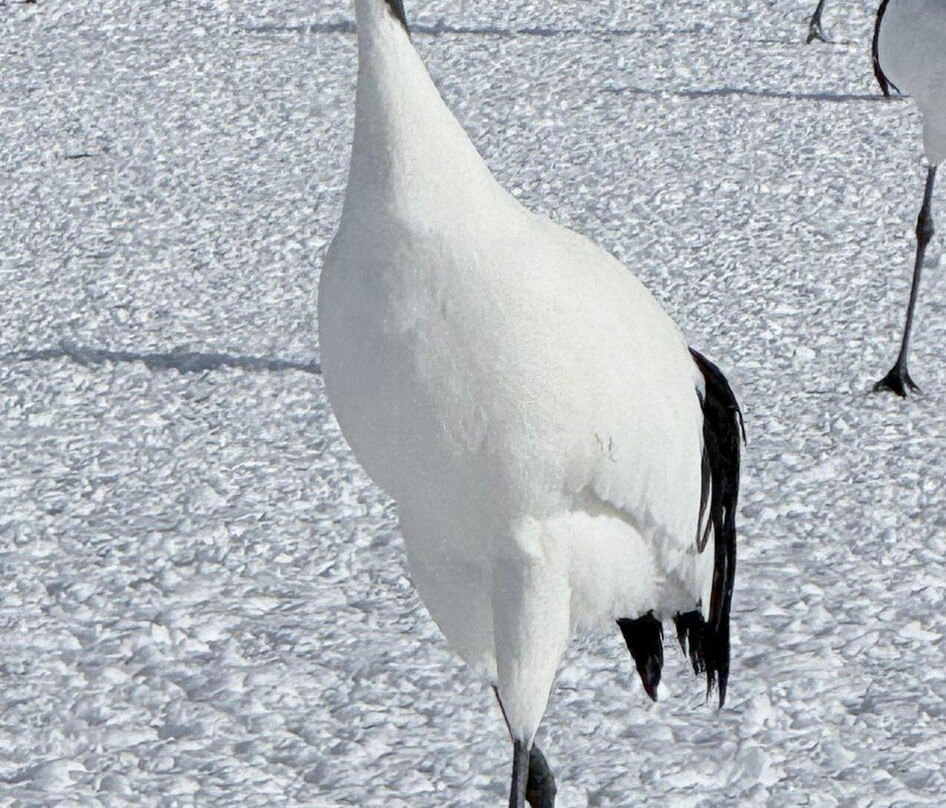 Tsurui Ito Red-crowned Crane Sanctuary-鹤居村必去景点