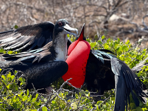 Galapagos by Local Guides-圣克鲁斯必去景点