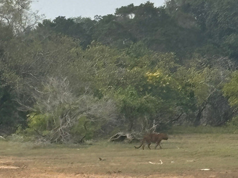 Sudu Yala Tusker Safari-蒂瑟默哈拉默必去景点
