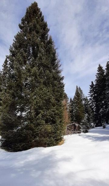 Passo Rolle-圣马蒂诺－迪卡斯特罗扎必去景点