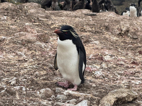 Falkland Islands Tourist Board-Stanley必去景点
