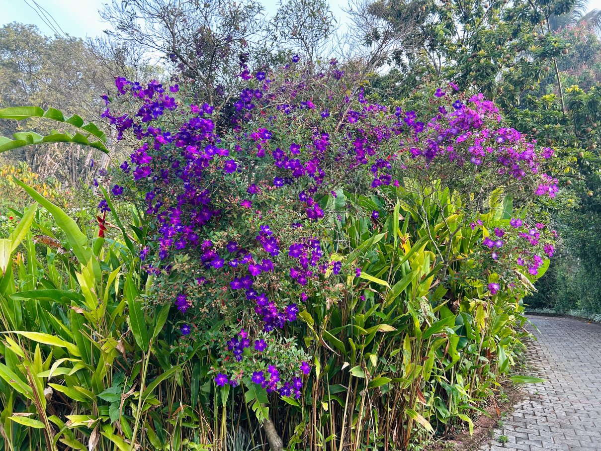 Casa Coorg Homestay-官方