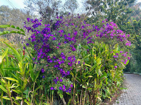 Casa Coorg Homestay主图