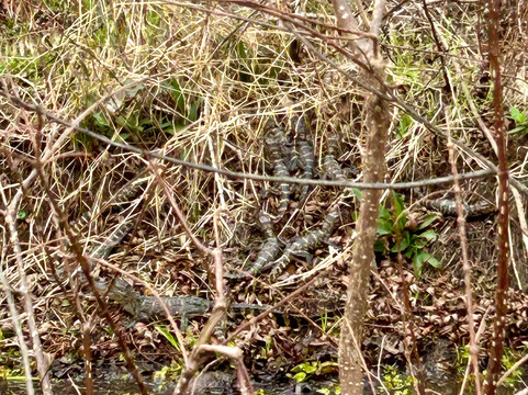 Cajun Country Swamp Tours-布里奥克斯桥必去景点