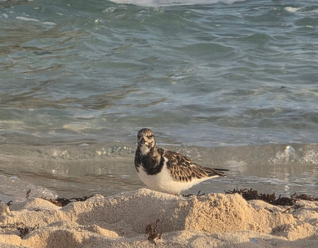 Playa Chen Rio-考祖梅必去景点
