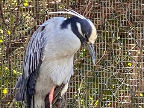Save Our Seabirds-萨拉索塔必去景点