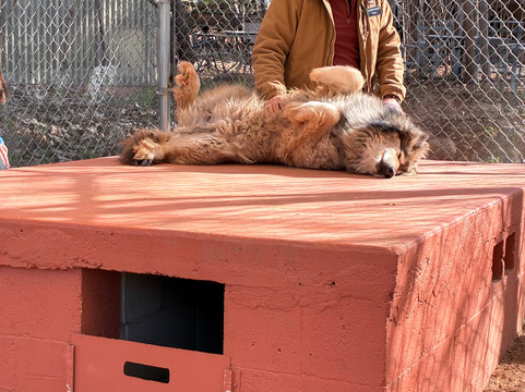 Sedona Wolf Sanctuary-Rimrock必去景点