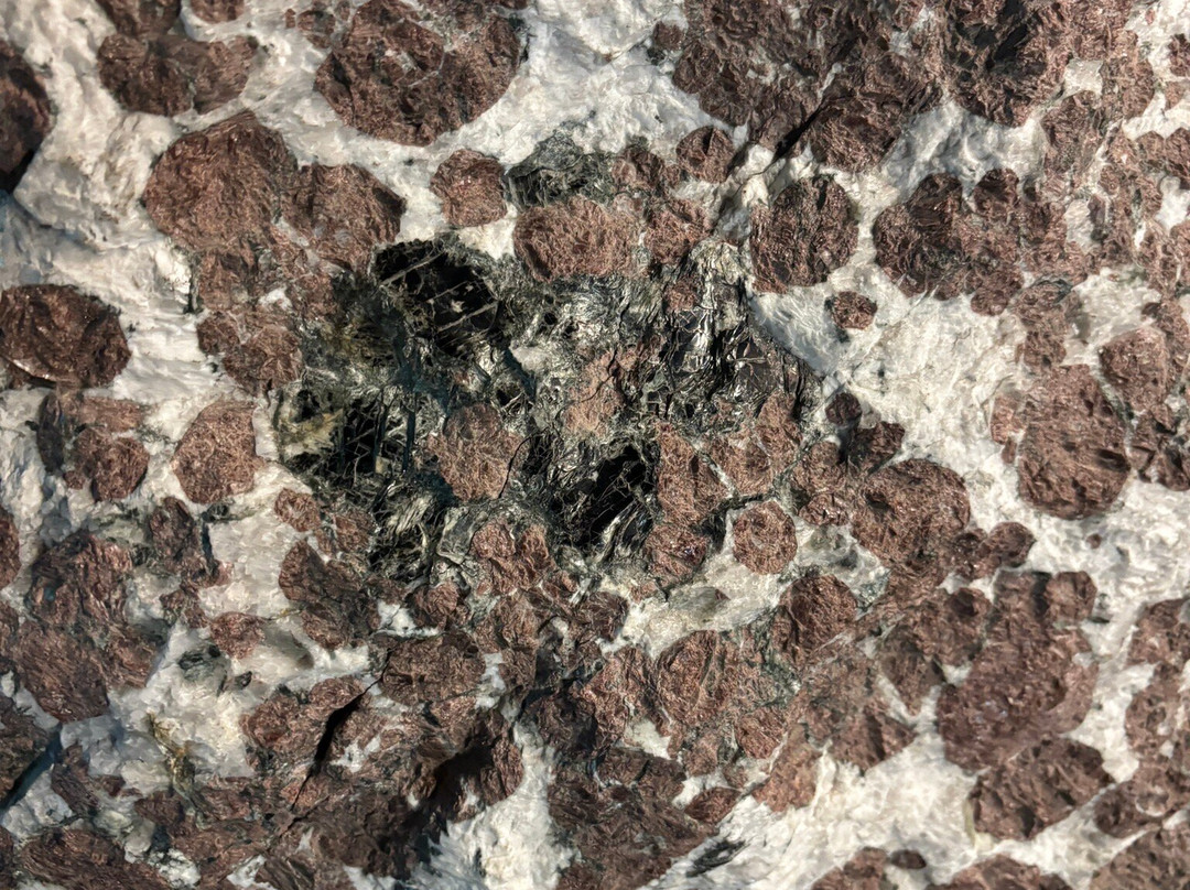 Museo Cantonale di Storia Naturale-卢加诺必去景点