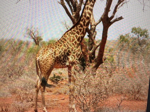 Kenya Safari Con Kassim Luigi-瓦塔木必去景点