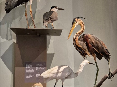 Muséum d'Histoire Naturelle de La Rochelle-拉罗谢尔必去景点