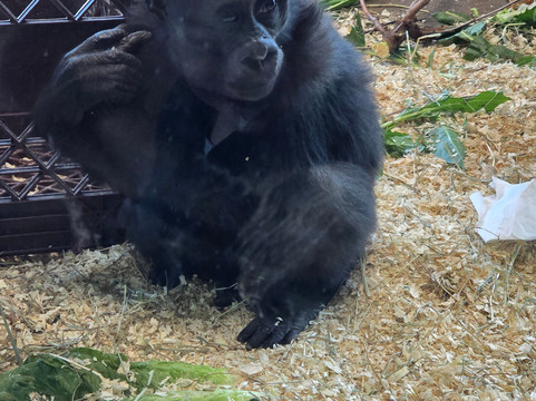 哥伦布动物园-Powell必去景点