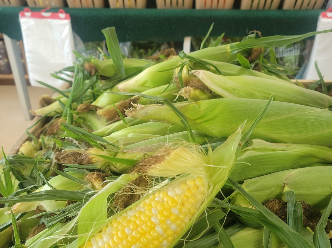 Gatewood Vegetable Farm & Greenhouses, Inc.-Noblesville必去景点