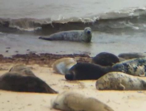 Horsey Beach-Horsey必去景点