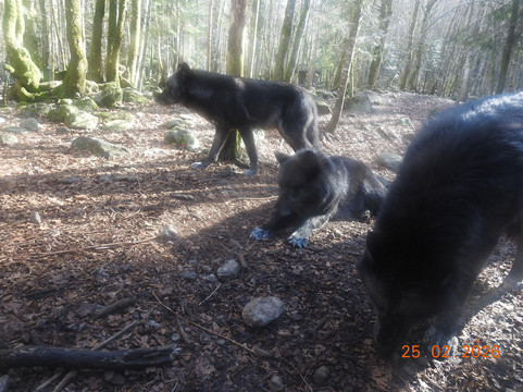 La Maison des Loups-奥尔吕必去景点