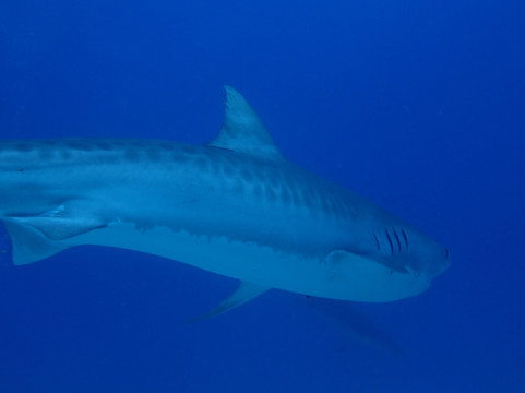 Epic Diving-West End必去景点
