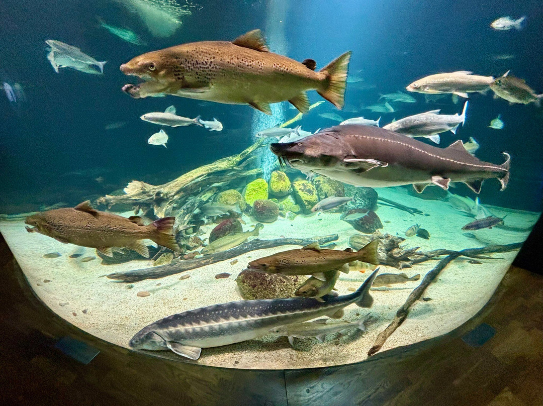 Ozeaneum-施特拉尔松德必去景点