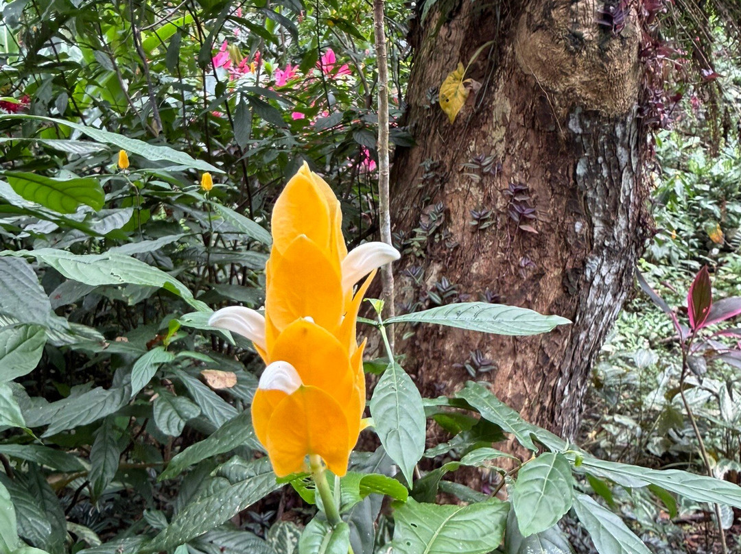 Green Acres Chocolate Farm and Nature Preserve-Cerro Brujo必去景点