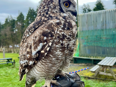 Falconry Days-赫克瑟姆必去景点