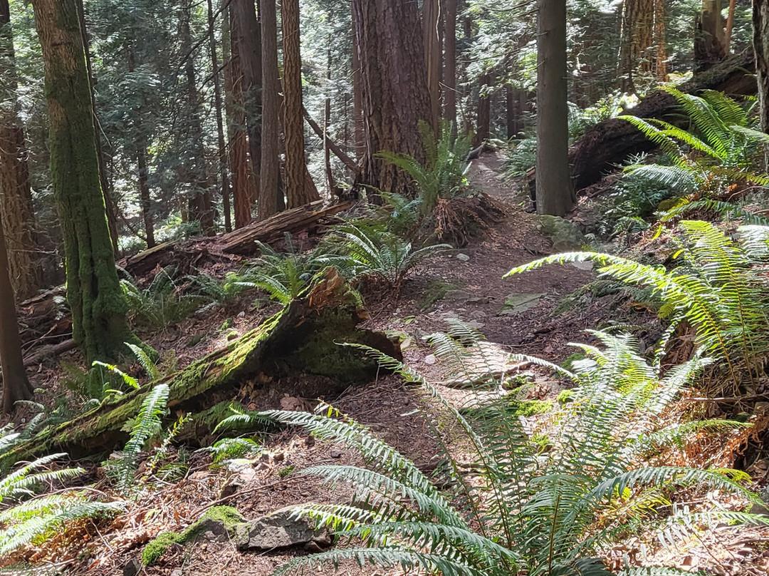 Soames Hill (aka Knob Hill)-吉布森斯必去景点