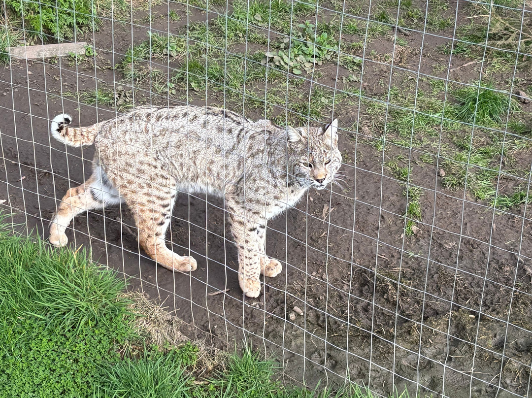 Ark Wildlife Park & Exotic Animal Sanctuary-Stickney必去景点