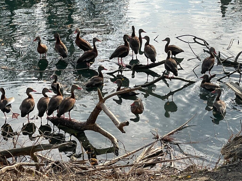 奥杜邦公园-新奥尔良必去景点