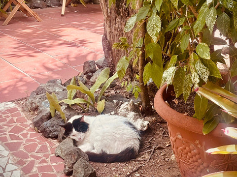 椰子棕榈树旅馆主图