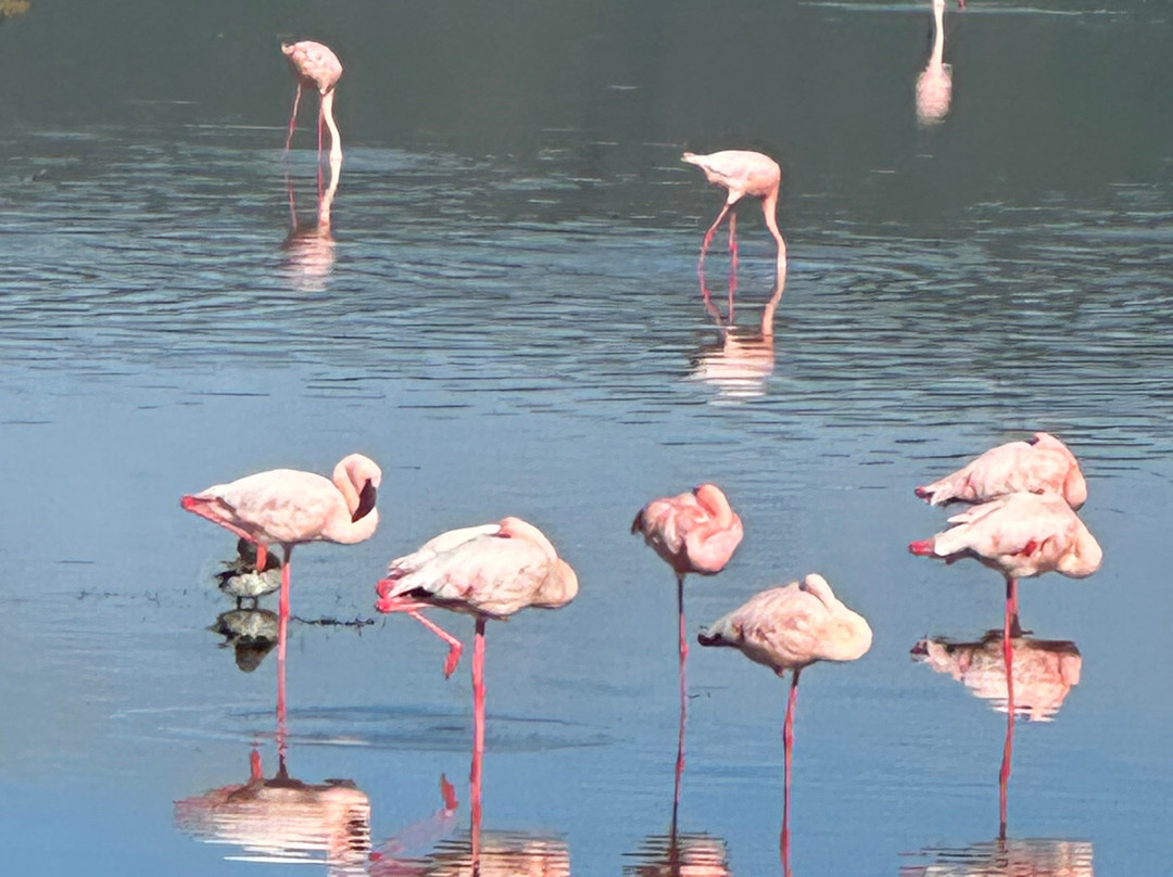 Safaris-R-Us-阿鲁沙必去景点