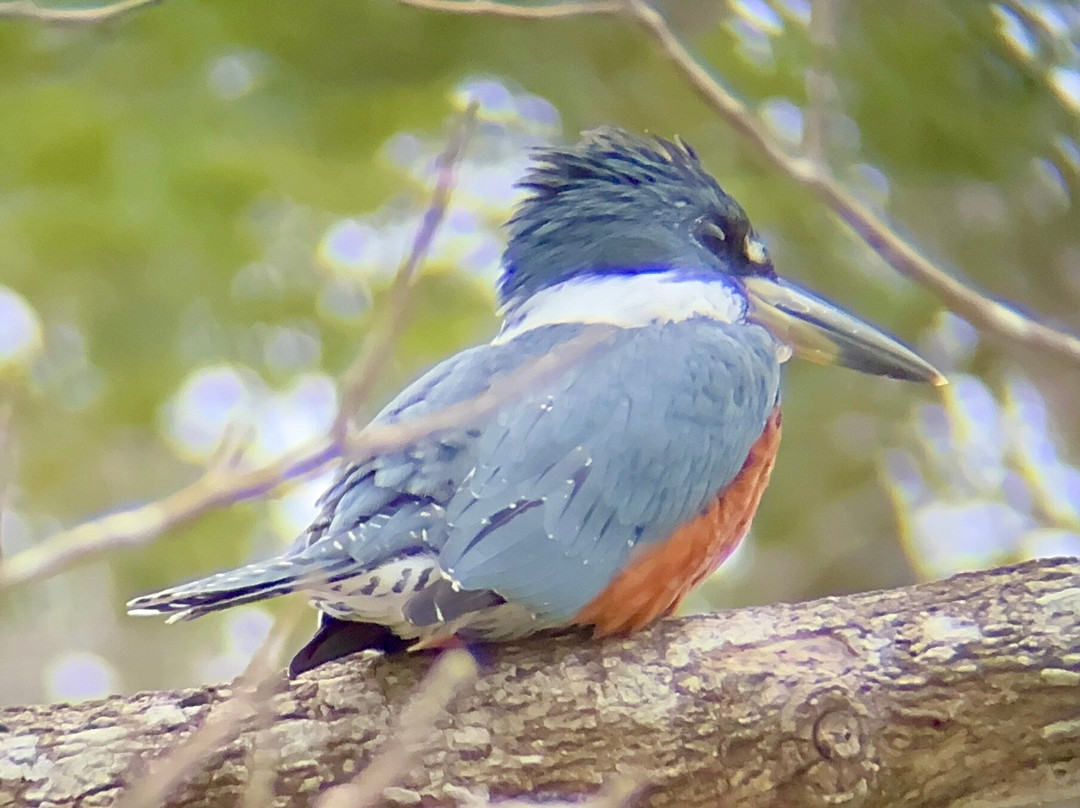 Bella Aventura Costa Rica-Santo Domingo de Heredia必去景点