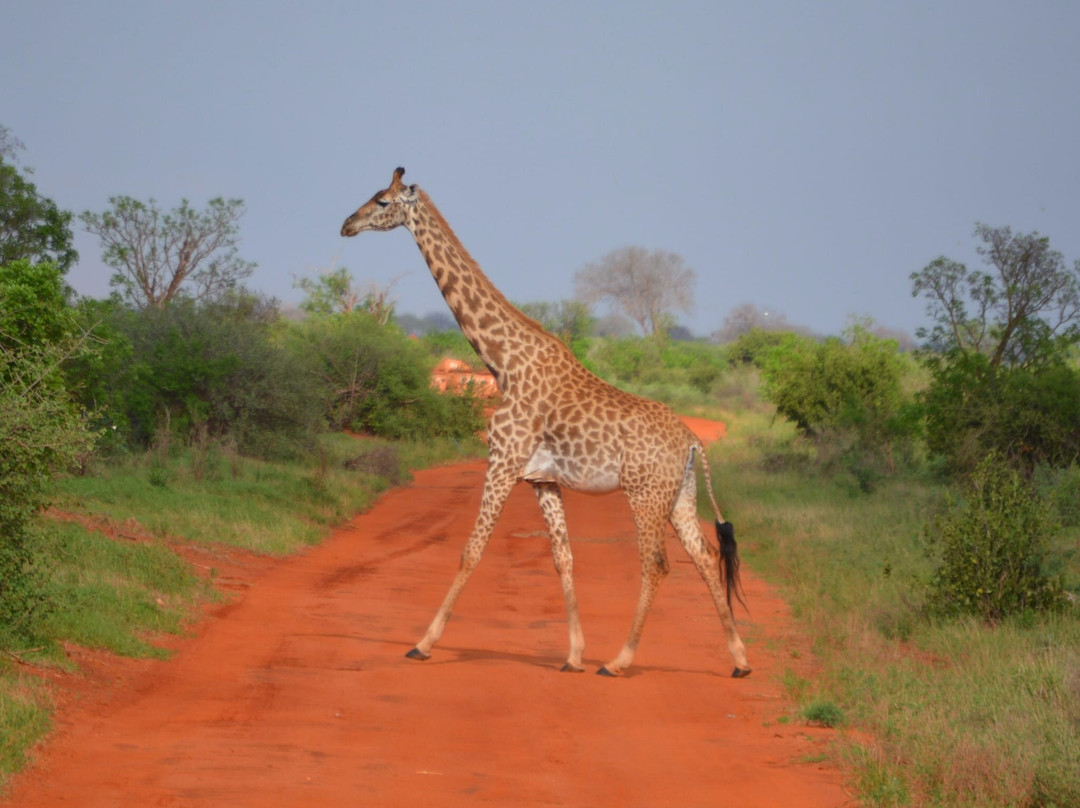 Kenya con Abdul-马林地必去景点