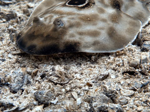 The Dive Gurus-拉巴斯必去景点