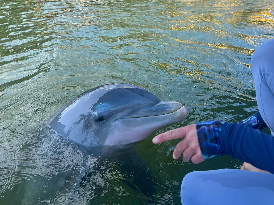 Island Dolphin Care-拉哥岛必去景点