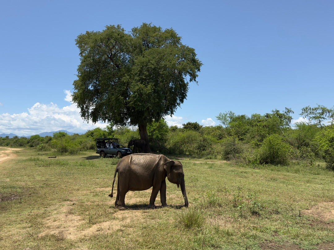 Udawalawe Wild Safari With Dileepa-乌达瓦拉瓦必去景点