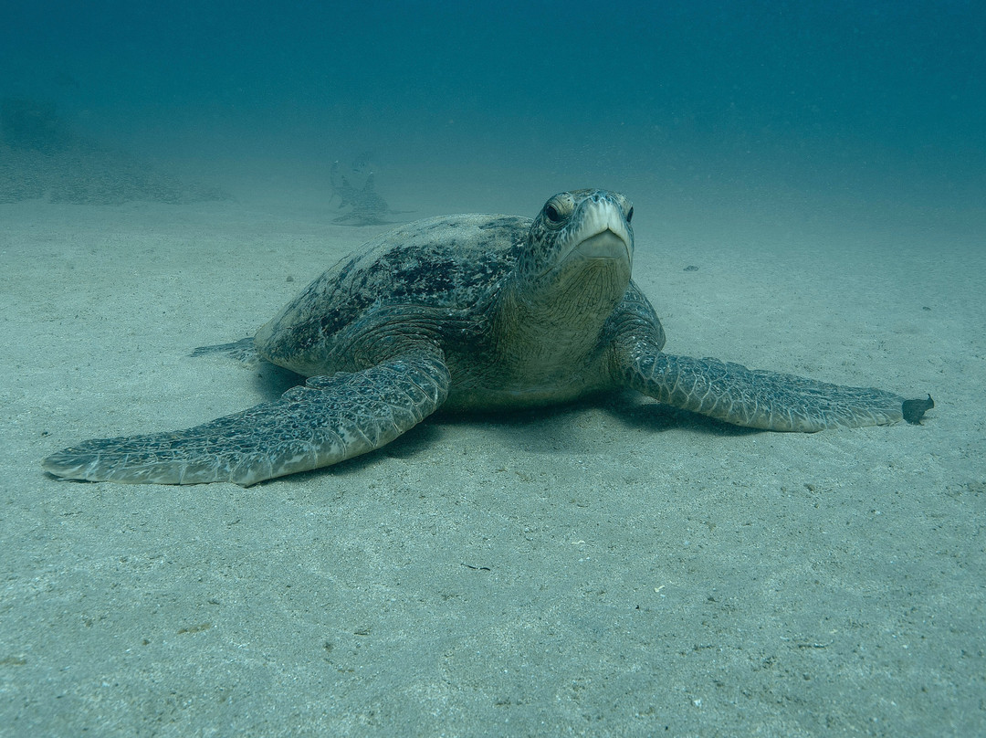 Costa Rica Dive and Surf-乌维塔必去景点