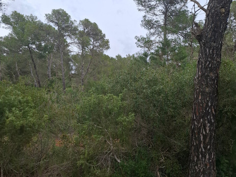 The Ibiza Express-埃斯卡纳尔必去景点