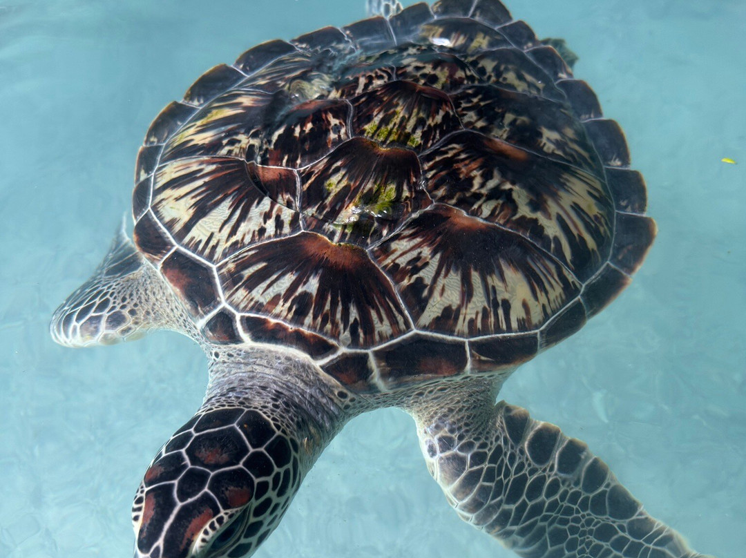 Salaam Cave Aquarium-Kizimkazi Dimbani必去景点