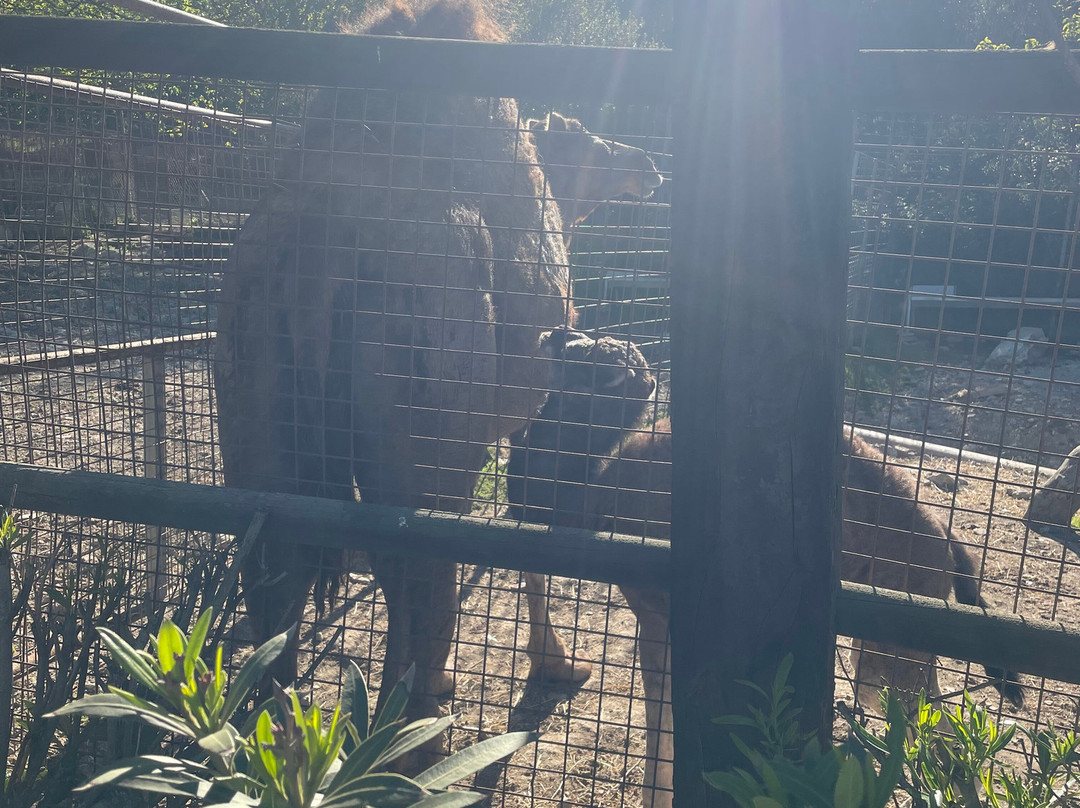 La Pequena Africa Animal Reserve-加的斯市必去景点