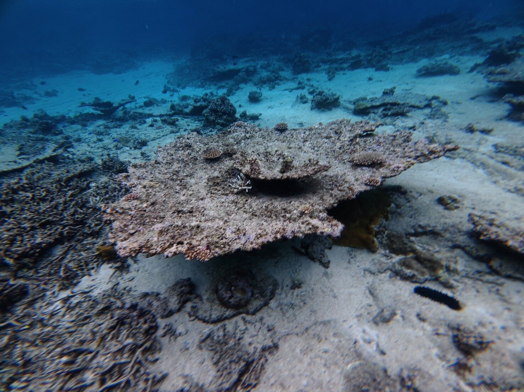 IRIOMOTE ADVENTURE PiPi-竹富町西表岛必去景点