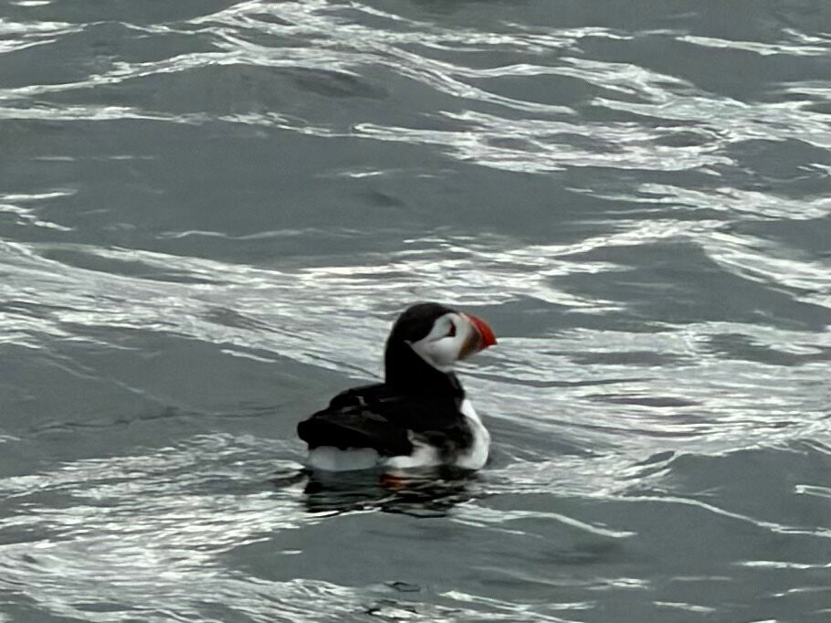 Serenity Farne Island Boat Tours-Seahouses必去景点