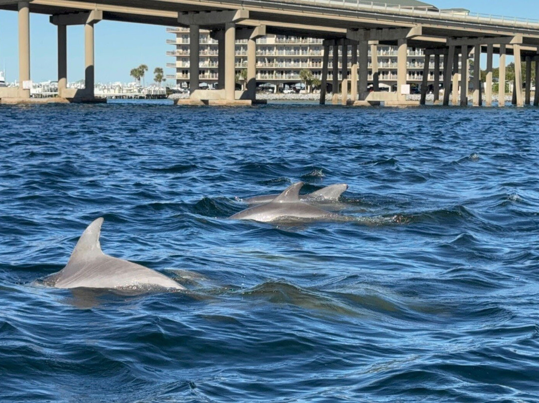 Destin Boat Ride with Cruise Destin Bay