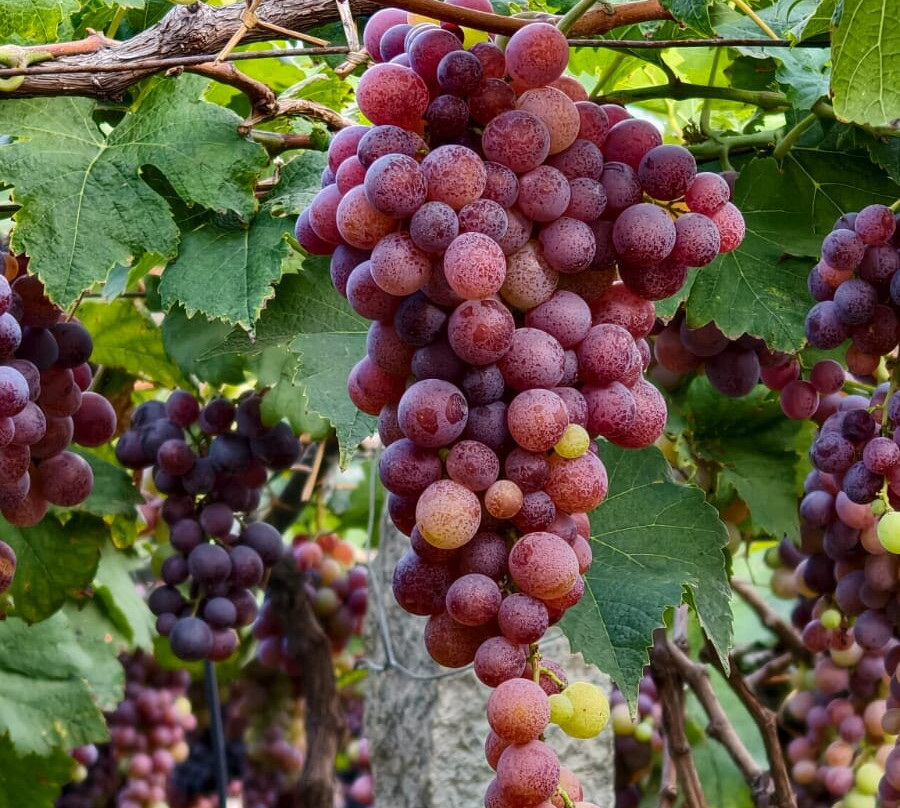 MSR Grapes Garden-Cumbum必去景点