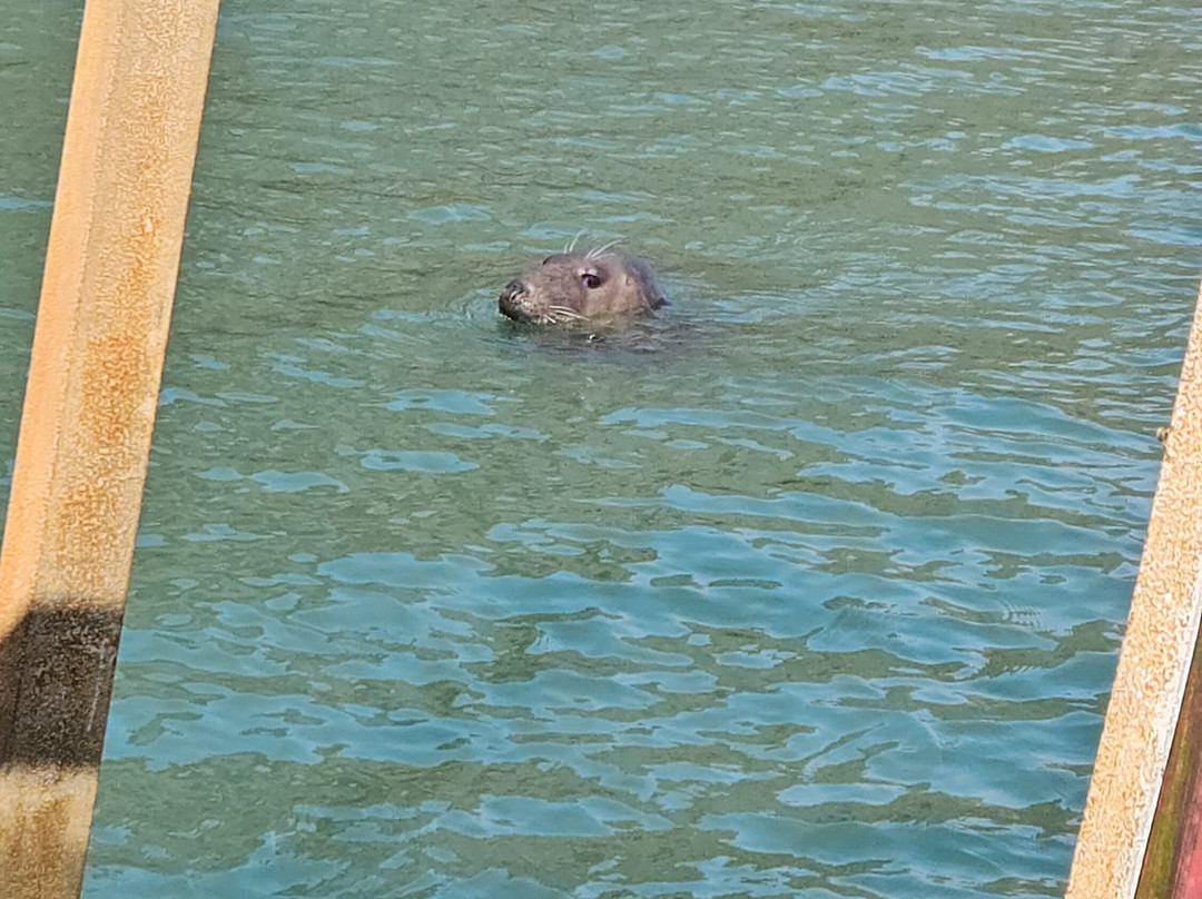 Pembrokeshire Islands Boat Trips-Skomer Island必去景点