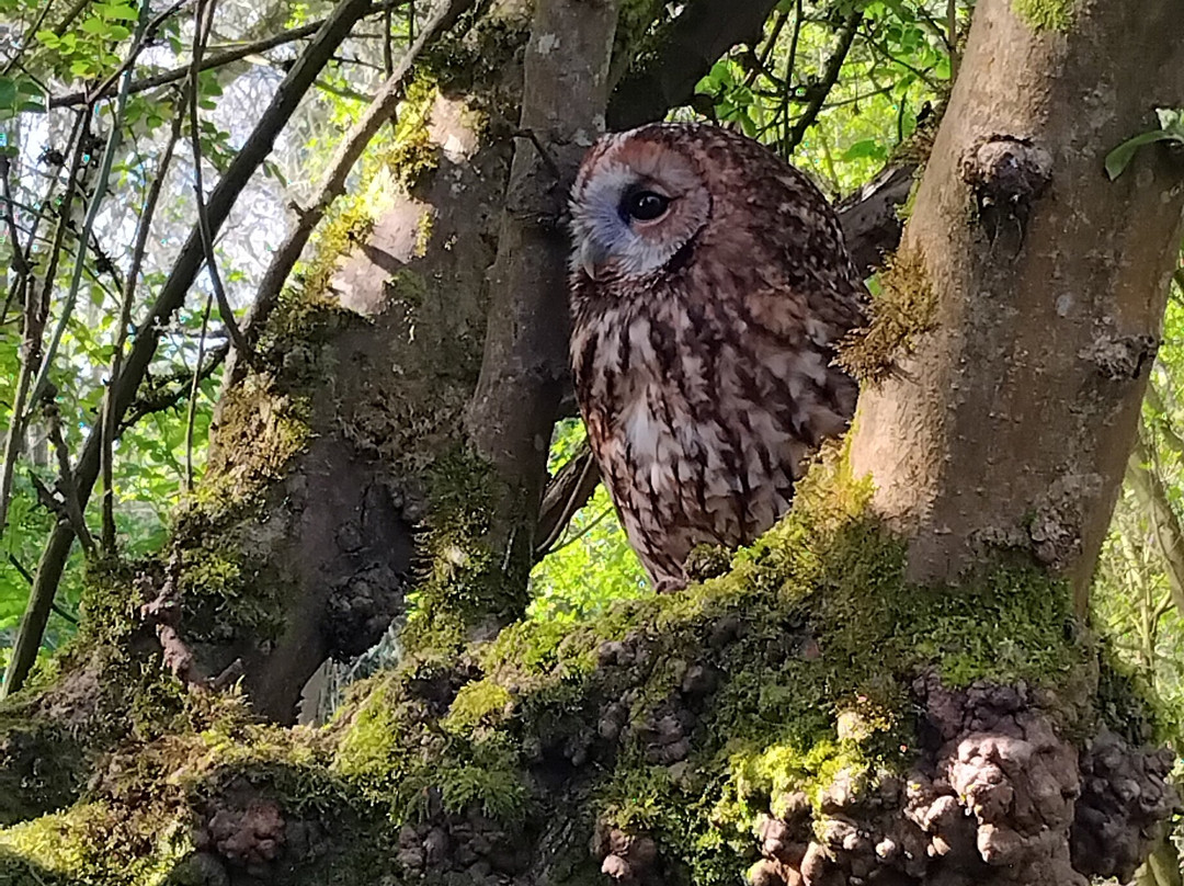 Wren's Birds Of Prey-Wotton-under-Edge必去景点
