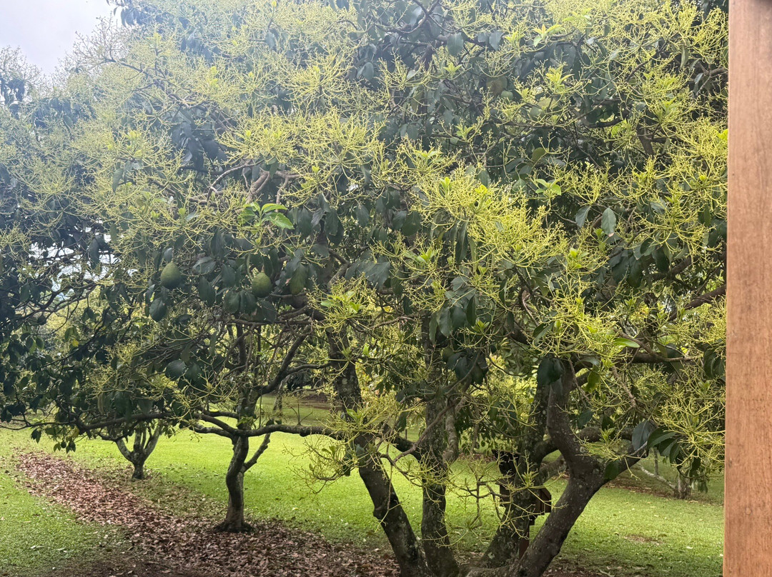Kauai Plantation Railway-利胡埃必去景点